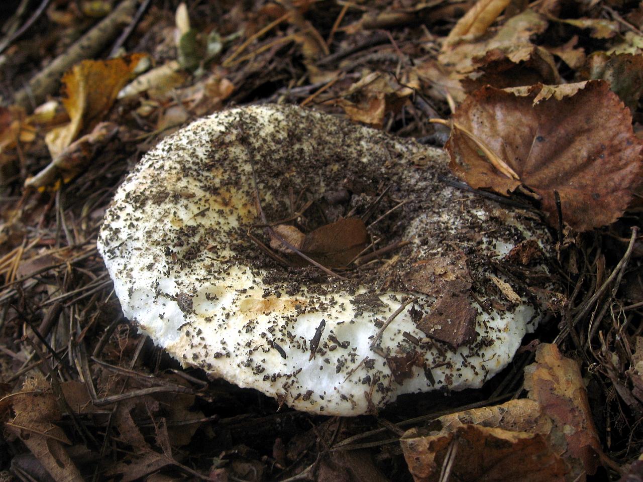 Russula delica