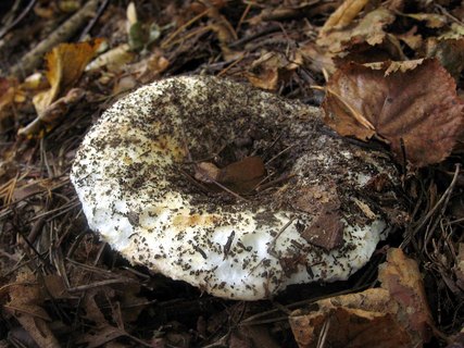 Russula delica