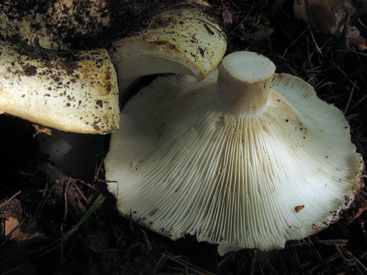 Russula delica