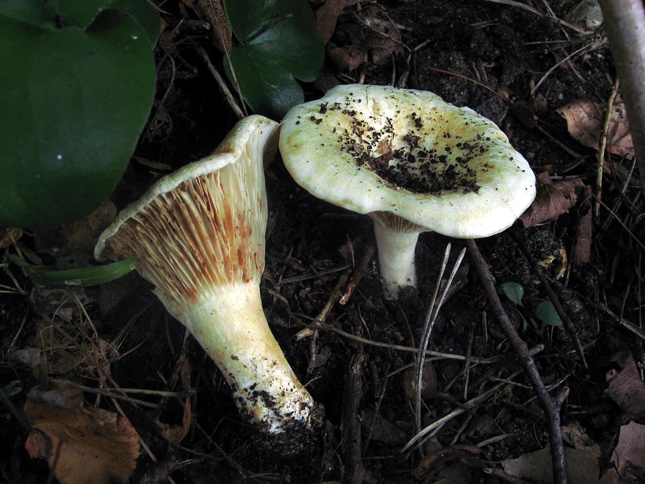 Russula delica