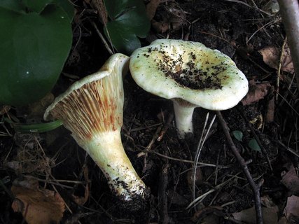 Russula delica