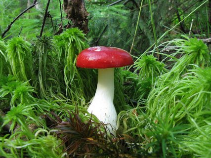 Russula emetica