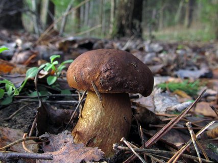 Imleria badia