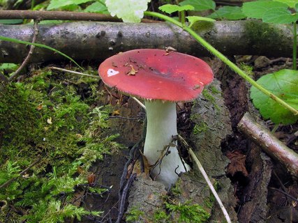 Russula emetica