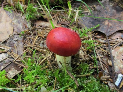 Russula emetica