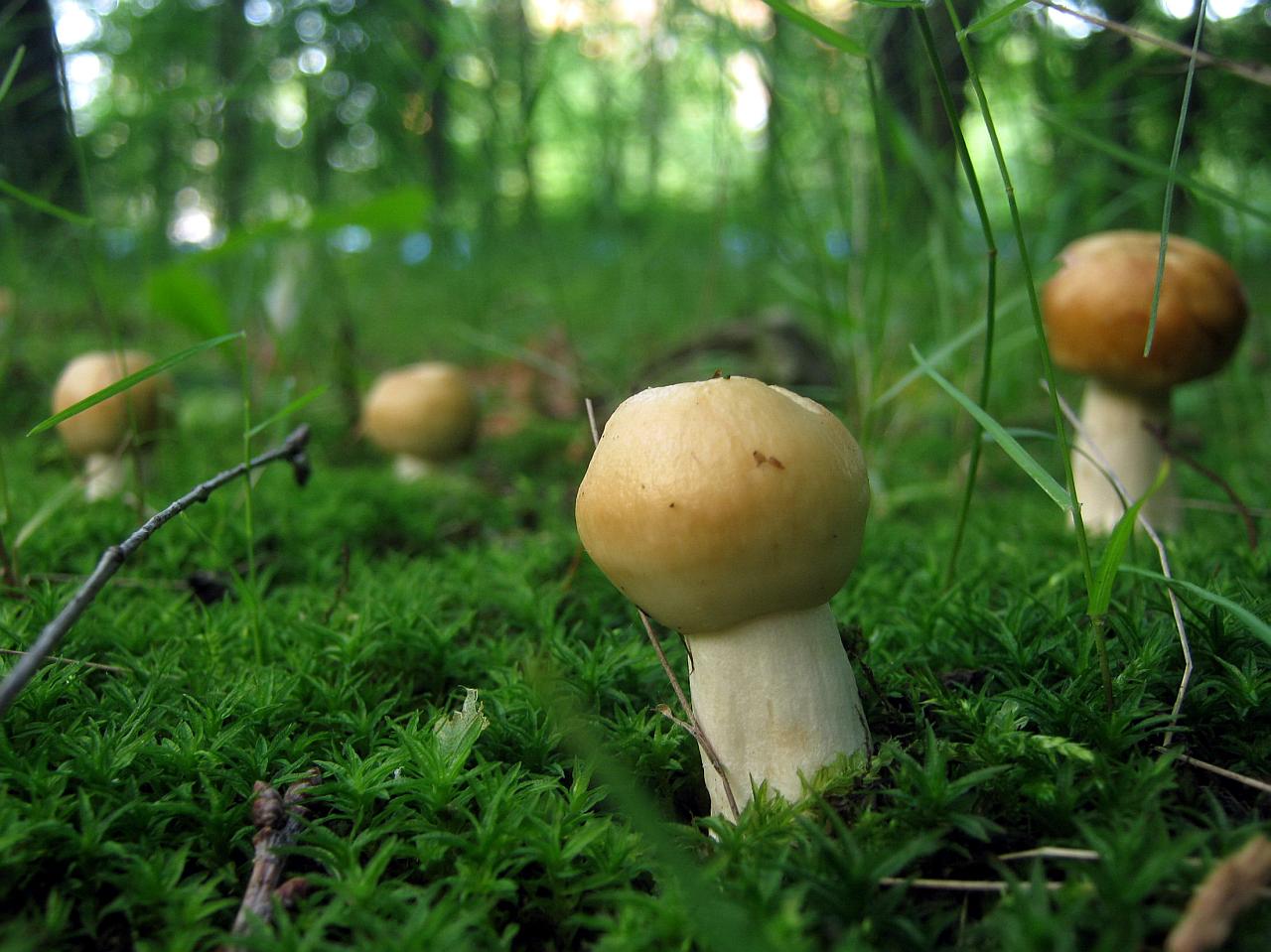 Russula foetens