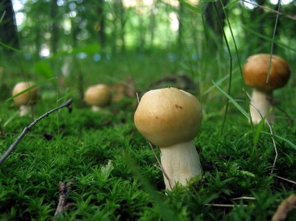 Russula foetens