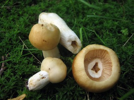 Russula foetens