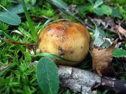 Russula foetens