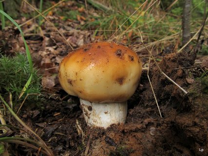 Russula foetens