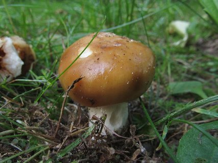 Russula foetens