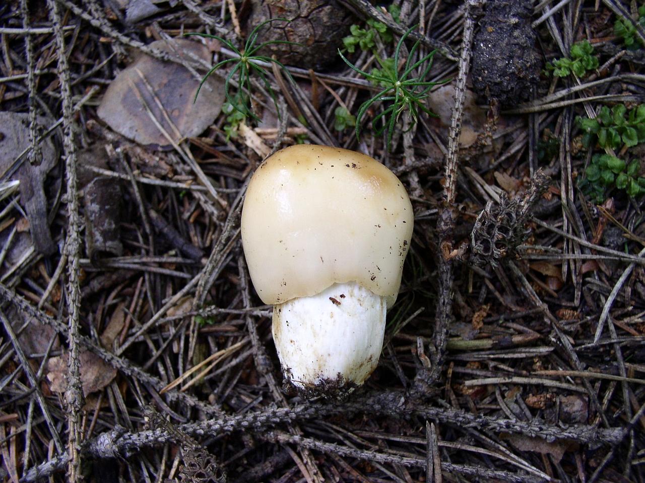 Russula foetens