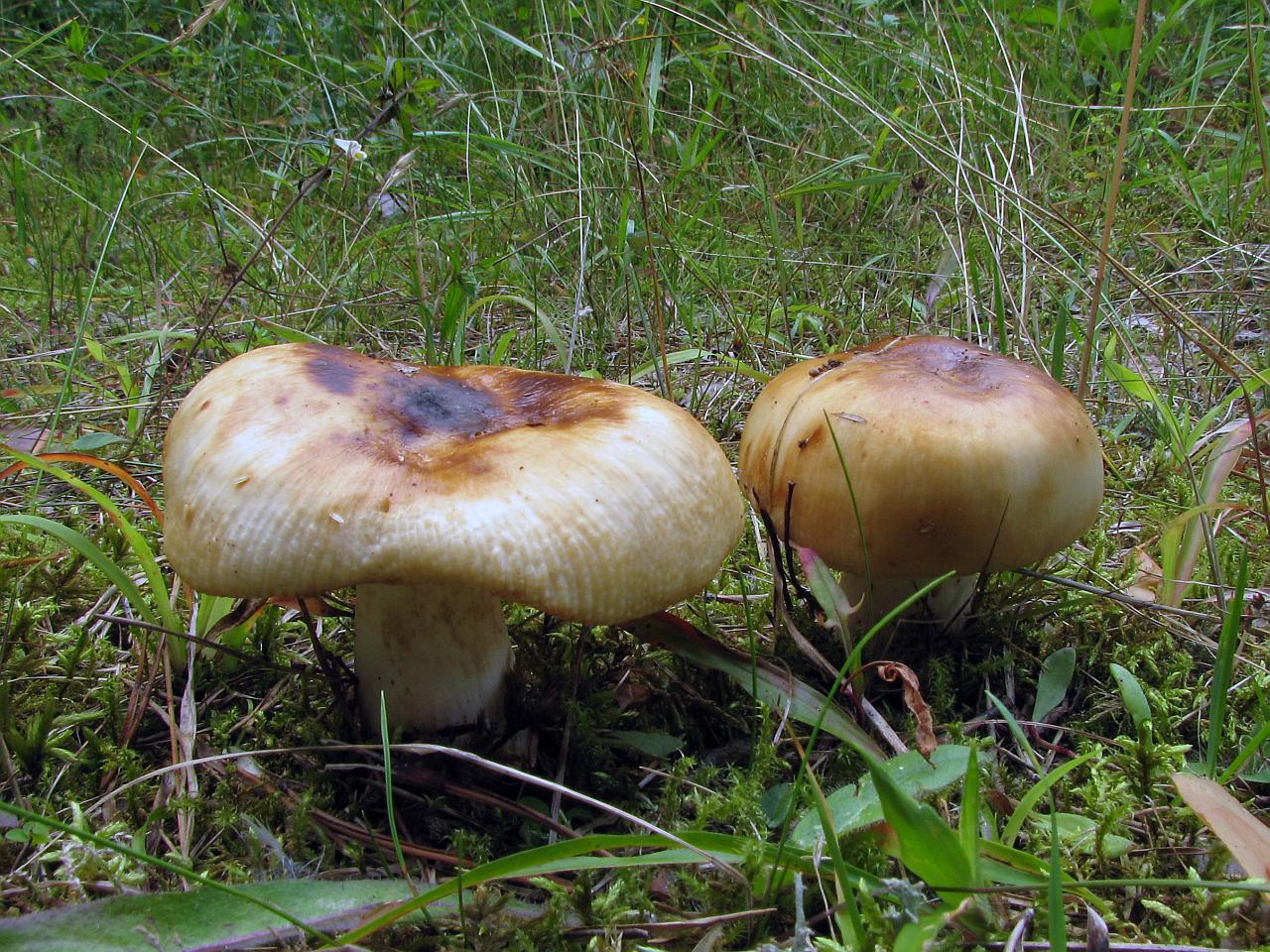 Russula foetens