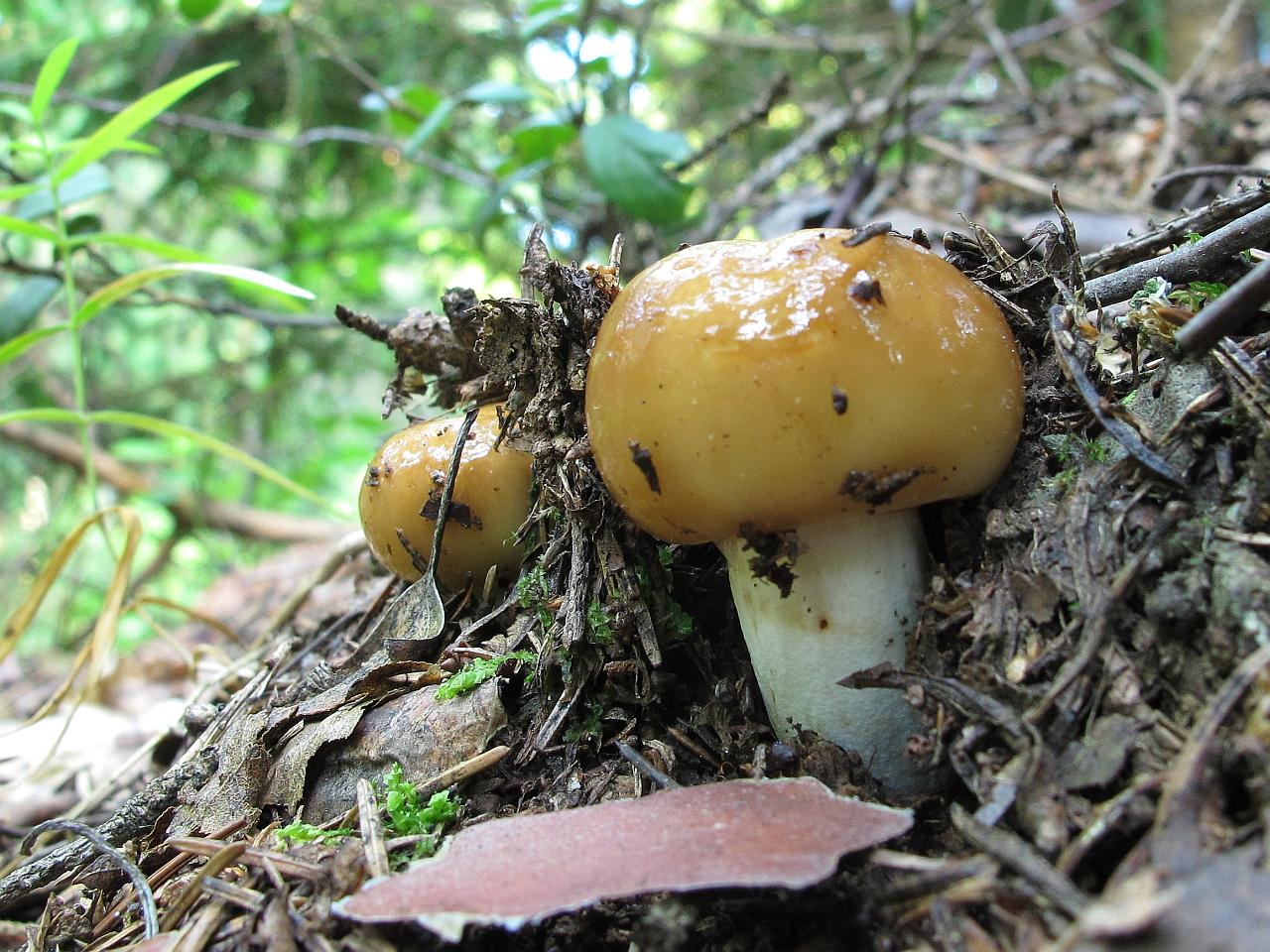 Russula foetens