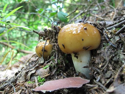 Russula foetens