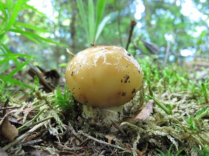 Russula foetens