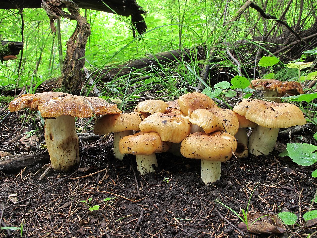 Russula foetens