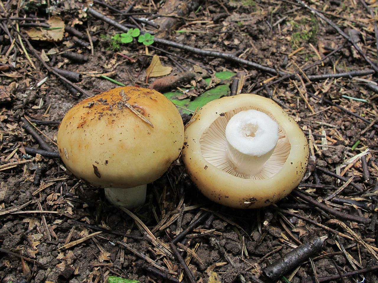 Russula grata