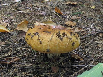 Russula grata