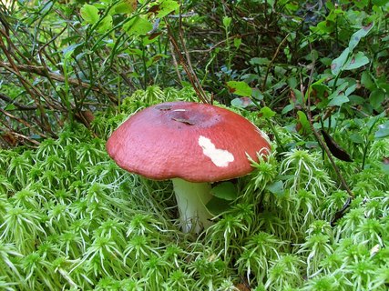 Russula paludosa