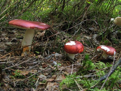 Russula paludosa