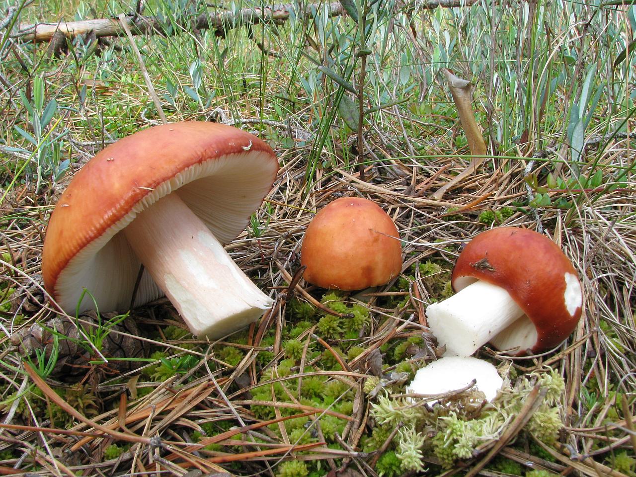 Russula paludosa