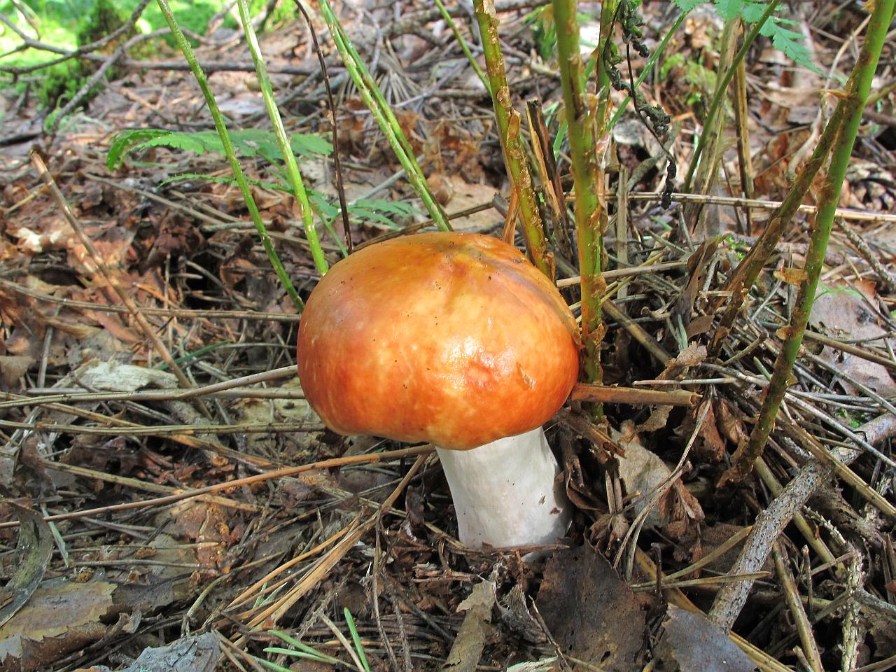 Russula paludosa