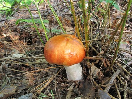 Russula paludosa