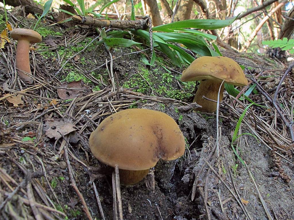 Imleria badia
