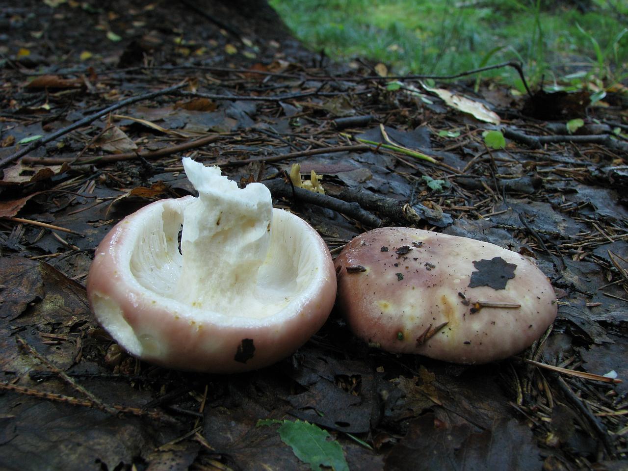 Russula vesca