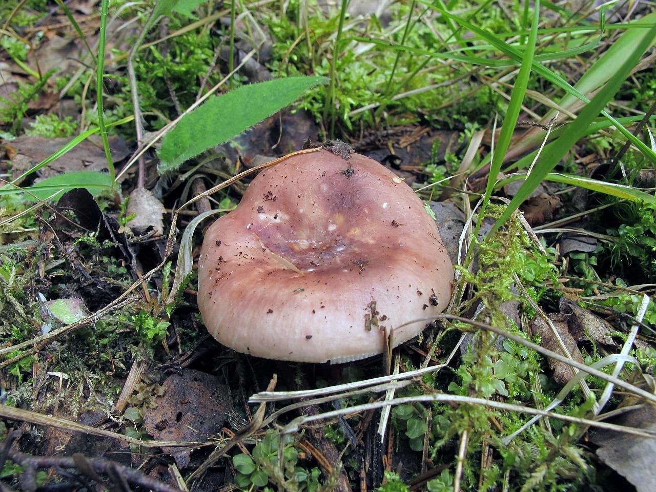 Russula vesca