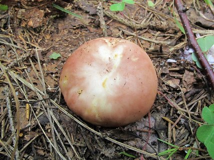 Russula vesca