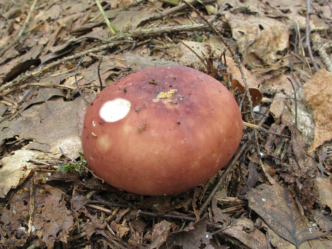 Russula vesca