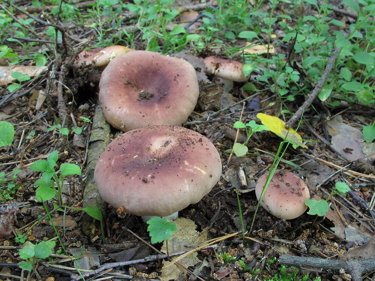Russula vesca