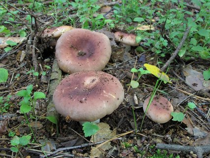 Russula vesca