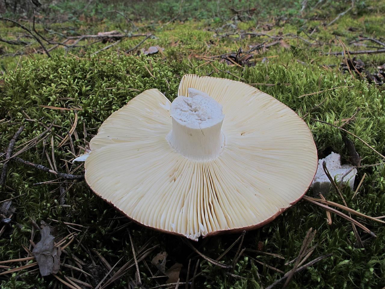 Russula xerampelina