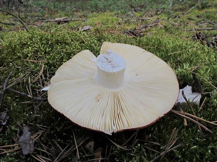 Russula xerampelina
