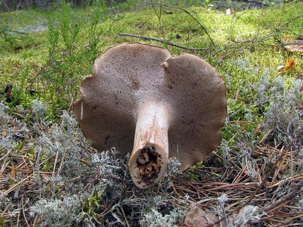 Sarcodon scabrosus