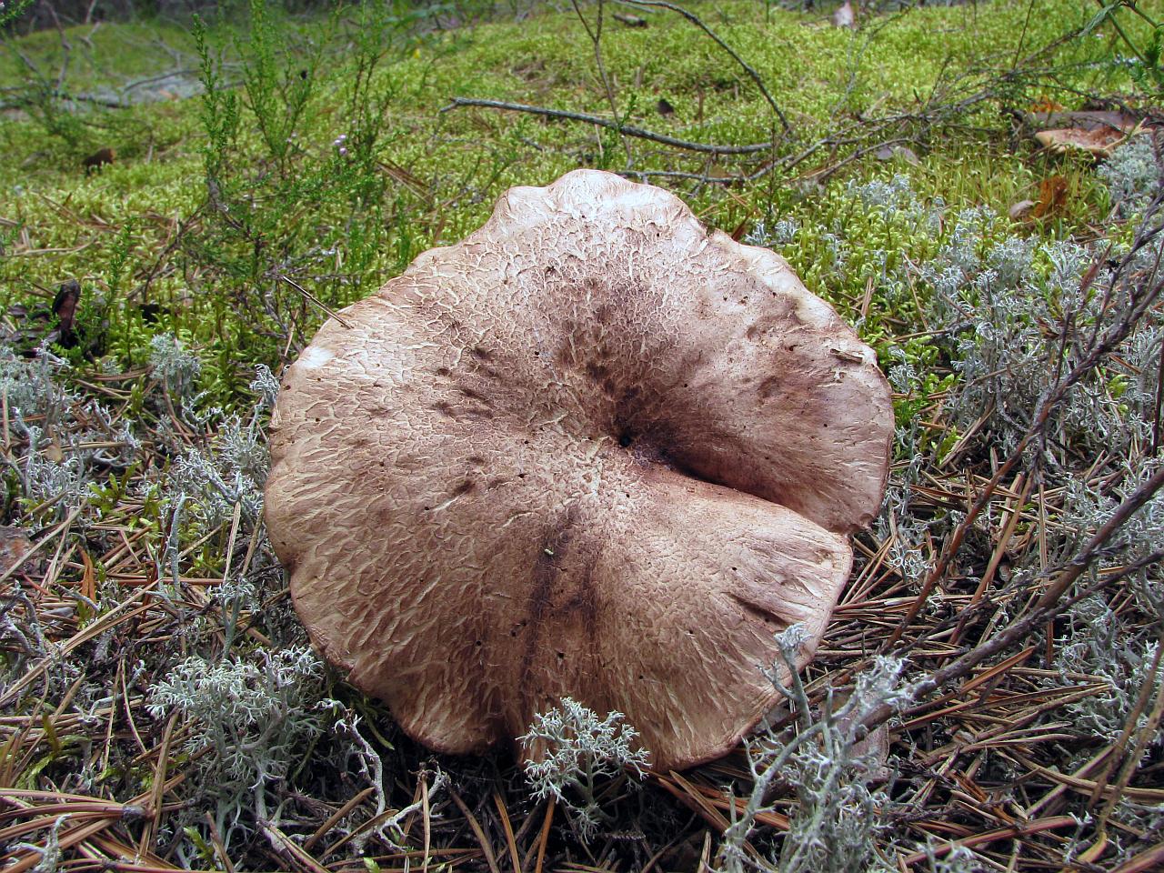 Sarcodon scabrosus