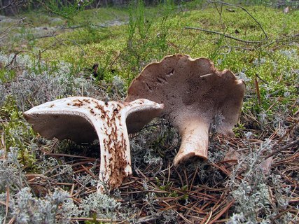 Sarcodon scabrosus