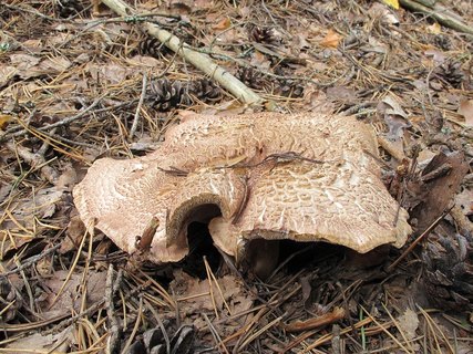 Sarcodon scabrosus