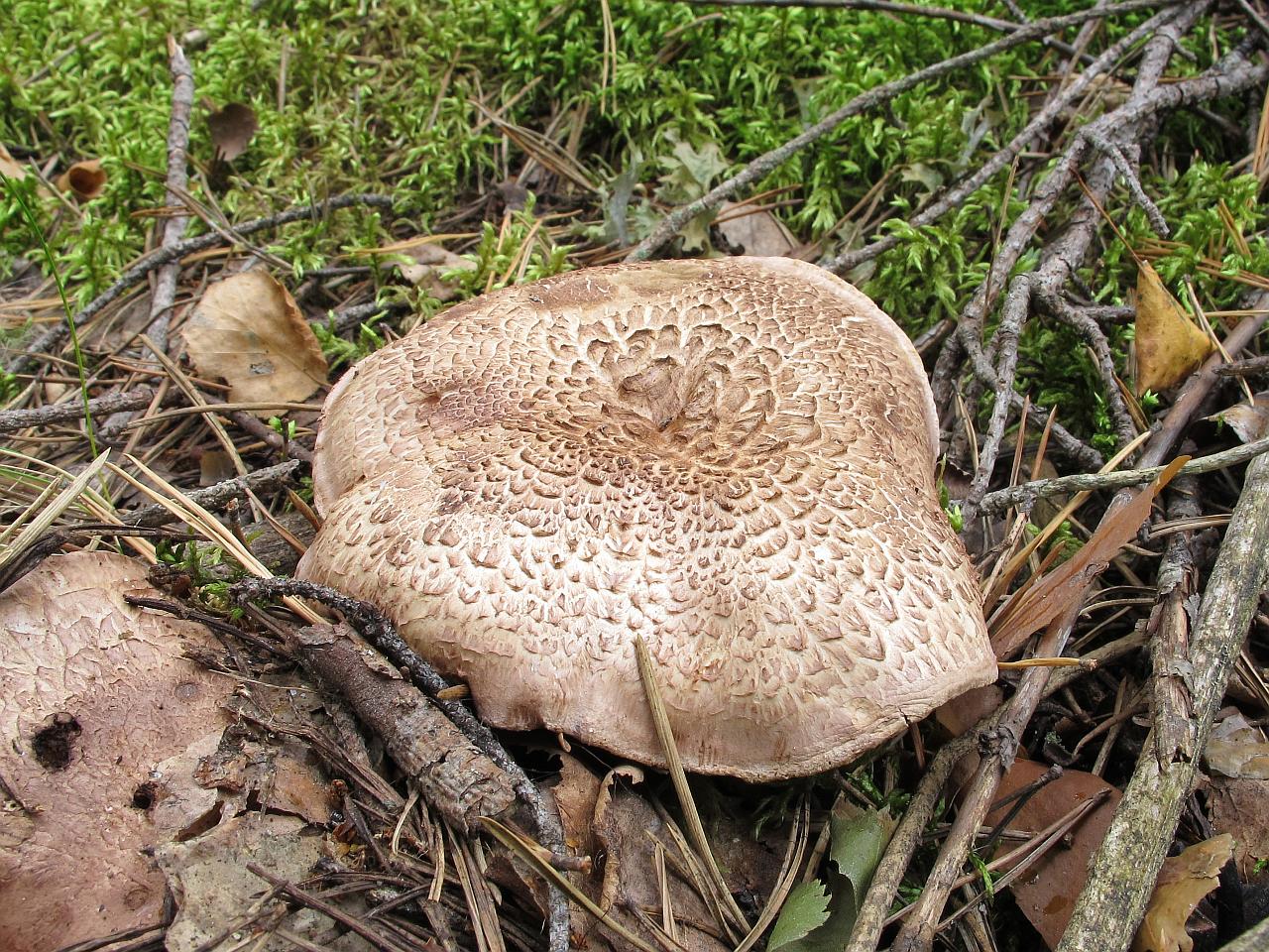 Sarcodon scabrosus