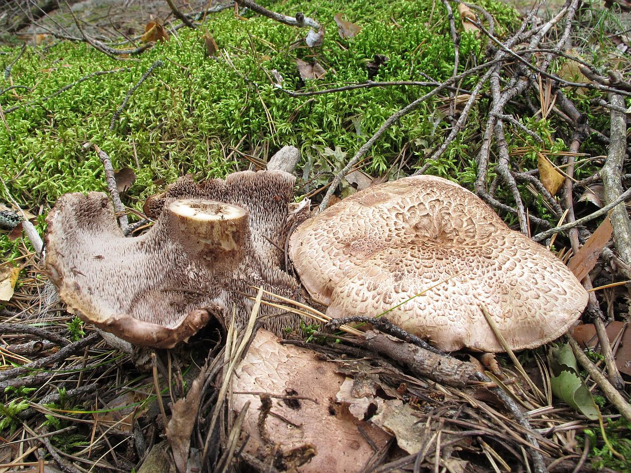 Sarcodon scabrosus