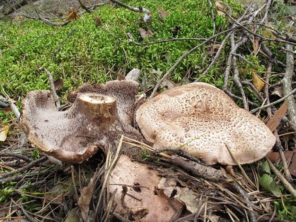 Sarcodon scabrosus
