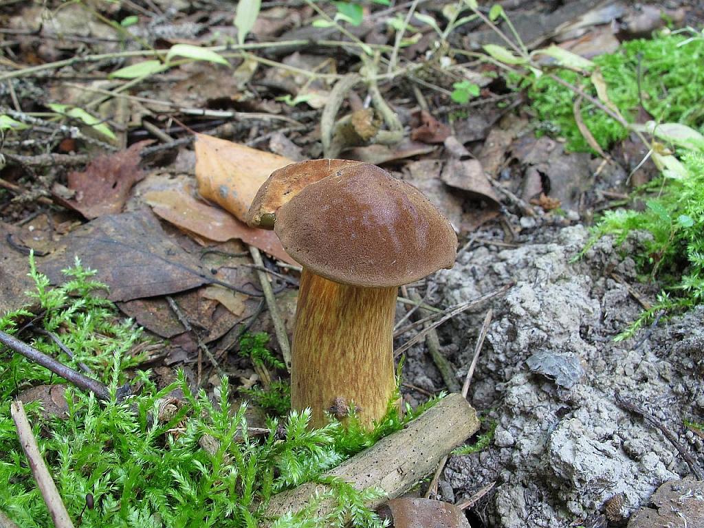 Imleria badia