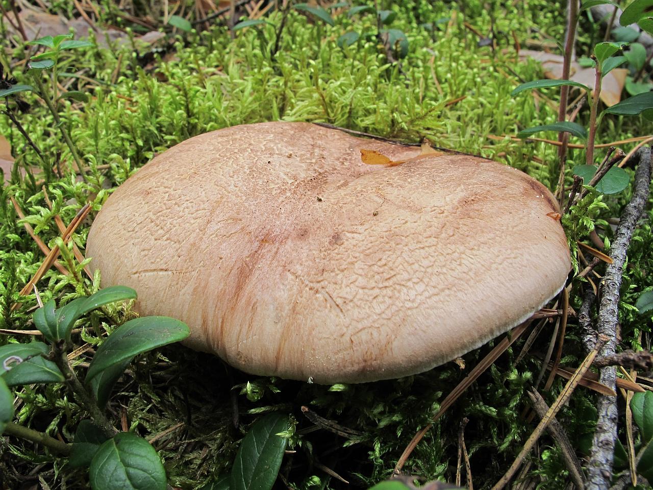 Sarcodon scabrosus