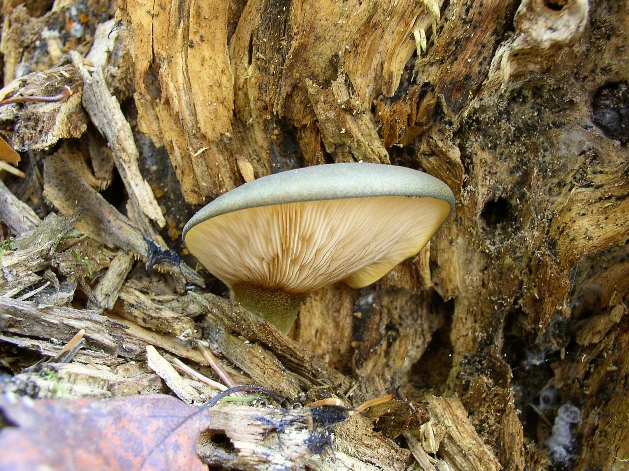 Panellus serotinus
