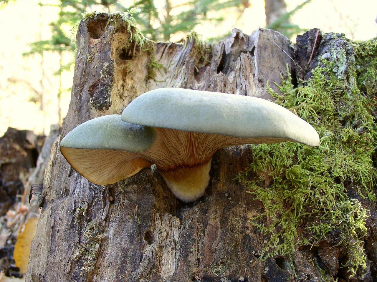 Panellus serotinus