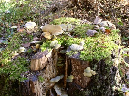 Panellus serotinus