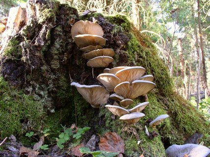 Panellus serotinus